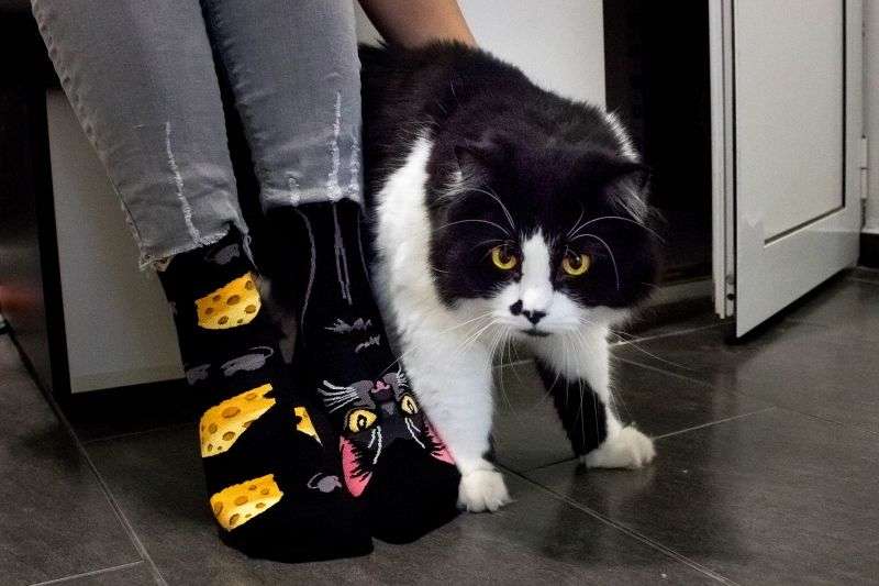 Arty Socks Crna Mačka