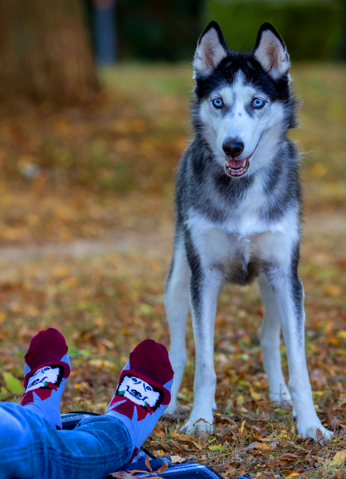 Arty Socks Pas Haski