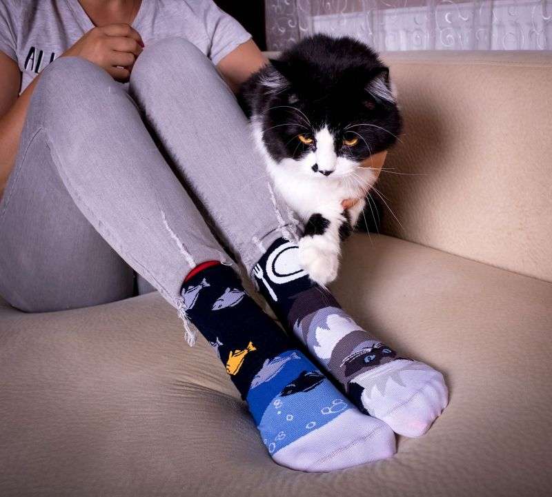 Arty Socks Himalajska Mačka