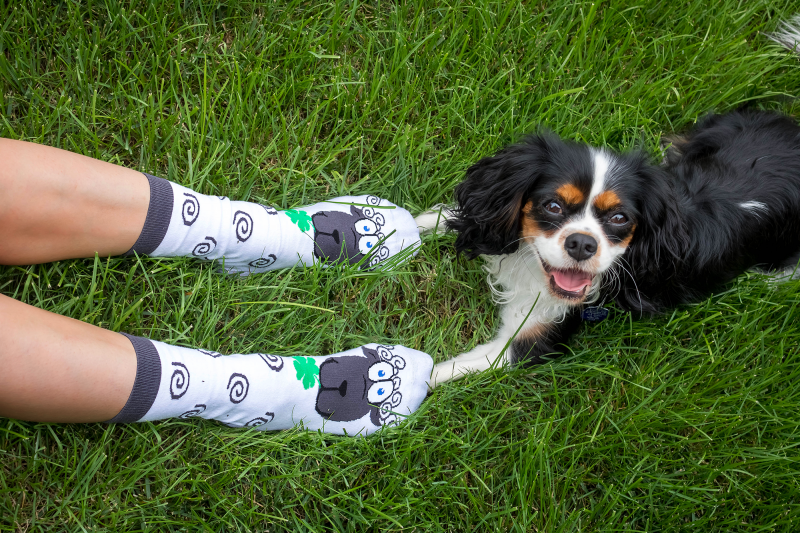 Arty Socks Ovca